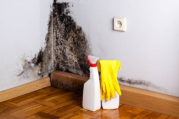 Best Residential Mold Remediation in Wrightstown, WI